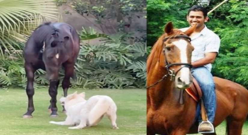 CSK के कप्तान एमएस धोनी ने अपने फार्महाउस में घोड़े को जोड़ा खरीदा; इसे 'चेतक' का नाम दिया
